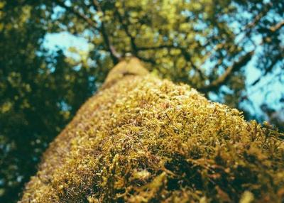 Vben Admin v5版本的vxe添加图片展示组件