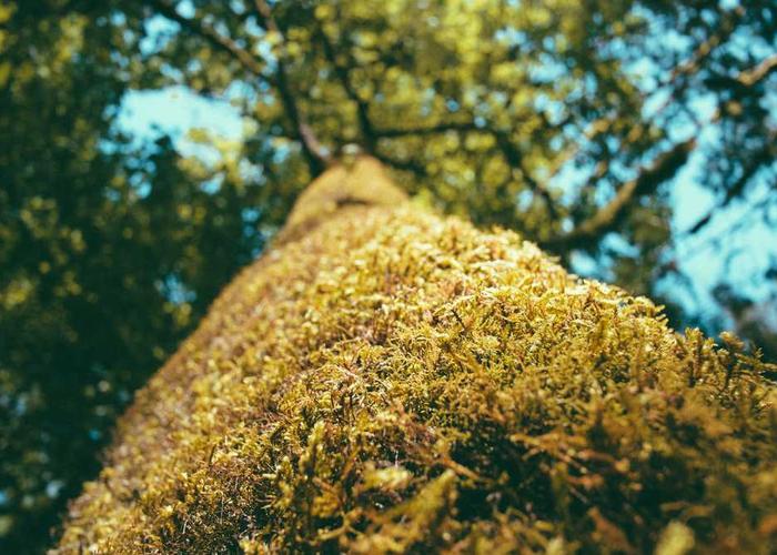 Vben Admin v5版本的vxe添加图片展示组件